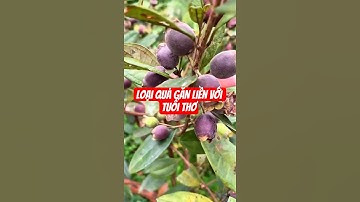 Lên đồi hái sim có gì vui #nguoiyeulamvuon