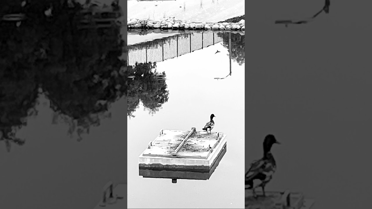 The Duck Pond 2 In The 1950’s.