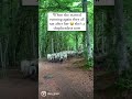 About 100 sheep follow a runner closely behind them on the trails in Central France. #runner #sheep