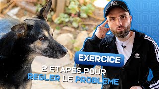 Votre chien ne REVIENT plus ?