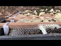 Checking my bees with natural sound 🐝 | WeBee 🐝