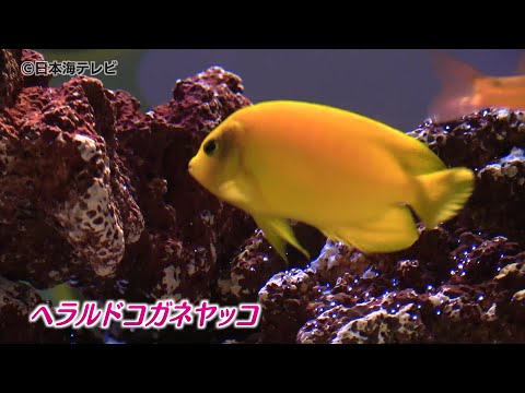 【ゴールデンウィーク】に向け　黄金色の魚の展示　開催中　ヘラルドコガネヤッコなど黄金色の６種類　島根県・しまね海洋館アクアス
