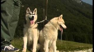 Husky Siberien et Malamute d'Alaska