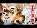 【捨て猫保護】ライオンみたいな子猫がやってきた
