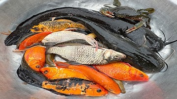 Kem Chanel lái công nông bắt cá trong chum có cá chép, cá vàng, cá trê, rùa màu sắc, con ếch