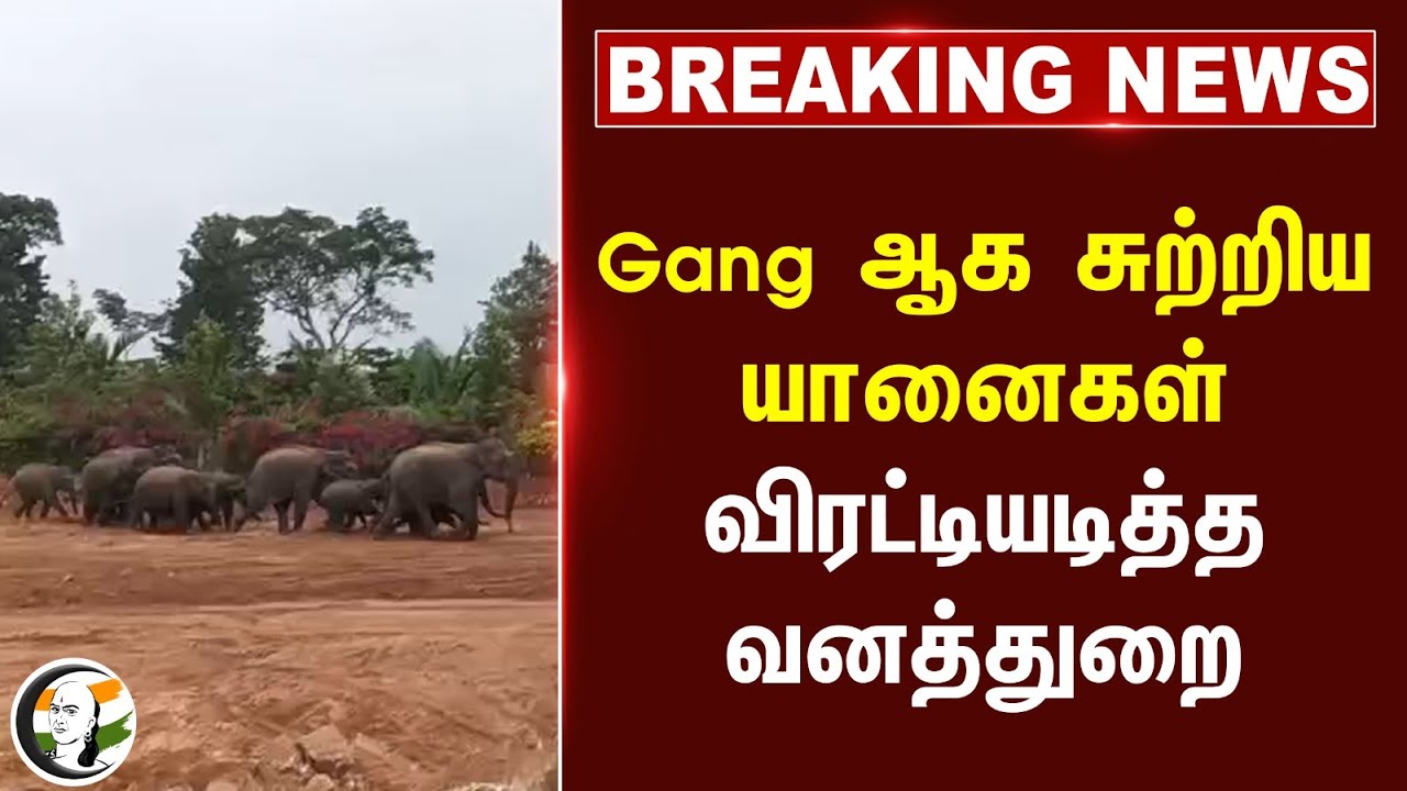 #BREAKING: Gang ஆக சுற்றிய யானைகள்.. விரட்டியடித்த வனத்துறை | Elephant | Hosur