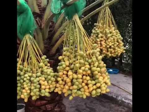 نتائج رائعة مع سماد السمك العماني جلف آجرو في نخيل البرحي والاخلاص والسكري والمجدول وغيره