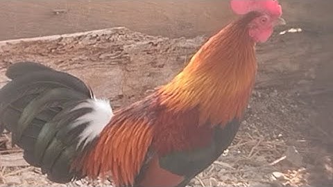 Los saib qaib ua si nawb, Mùa Gà rừng gần tới rồi sẽ ơi 