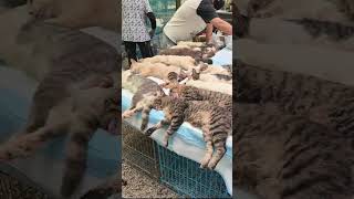 Capture The Beautiful Life 1148...