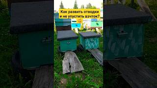 Как развить отводки и не упустить взяток? Двухматочное содержание. #пчеловодство #пасека #отводок