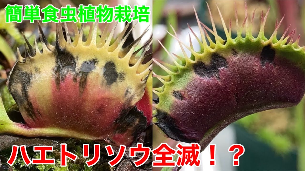 ハエトリソウが病気に！簡単じゃない？食虫植物栽培