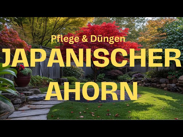 Japanischer Ahorn Alles ber Pflege und Dngung des Japanischen Ahorns -  YouTube