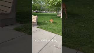 Vizsla doing bird dog stalking #dogs #vizsla #vizslas #birds #birddog #sneaky #doglover #dogs #walk