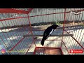 Suara Burung Burung Kacer Pemanasan Konslet Sebelum Lomba Eps Mp3 - Mp4 Download