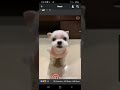 Cute dog picking out clothes