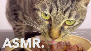 【ASMR】馬肉とキャットフードを食べる音 The sound of eating horse meat and cat food