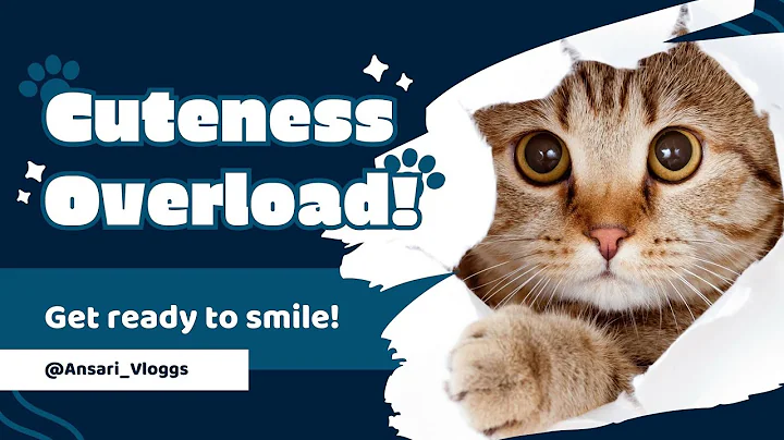 Video 11864221: persian cat adoption, persian cat maine