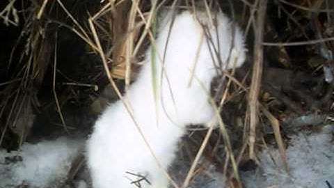 weasel catch-mink box set