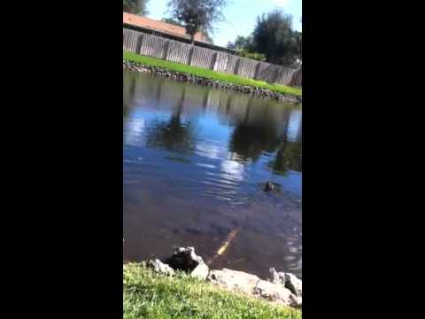 Otter Attack ORIGINAL VIDEO