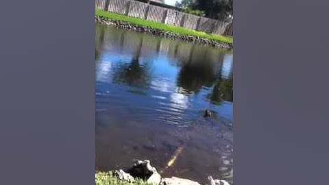 Otter Attack ORIGINAL VIDEO