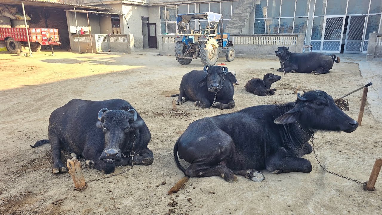 17 ਕਿਲੋ ਵਾਲੀ ਸੂਈ ਹੋਈ ਮੱਝ ਘਰੇਲੂ ਜਿਮੀਦਾਰ ਬੰਦਿਆ ਕੋਲ ਨੀਲੀ ਰਾਵੀ ਗਰੇਡਿਡ ਨਸਲ ਦੀ ਮੱਝ ਭਾਅ ਵੀਡੀਓ ਵਿੱਚ। 