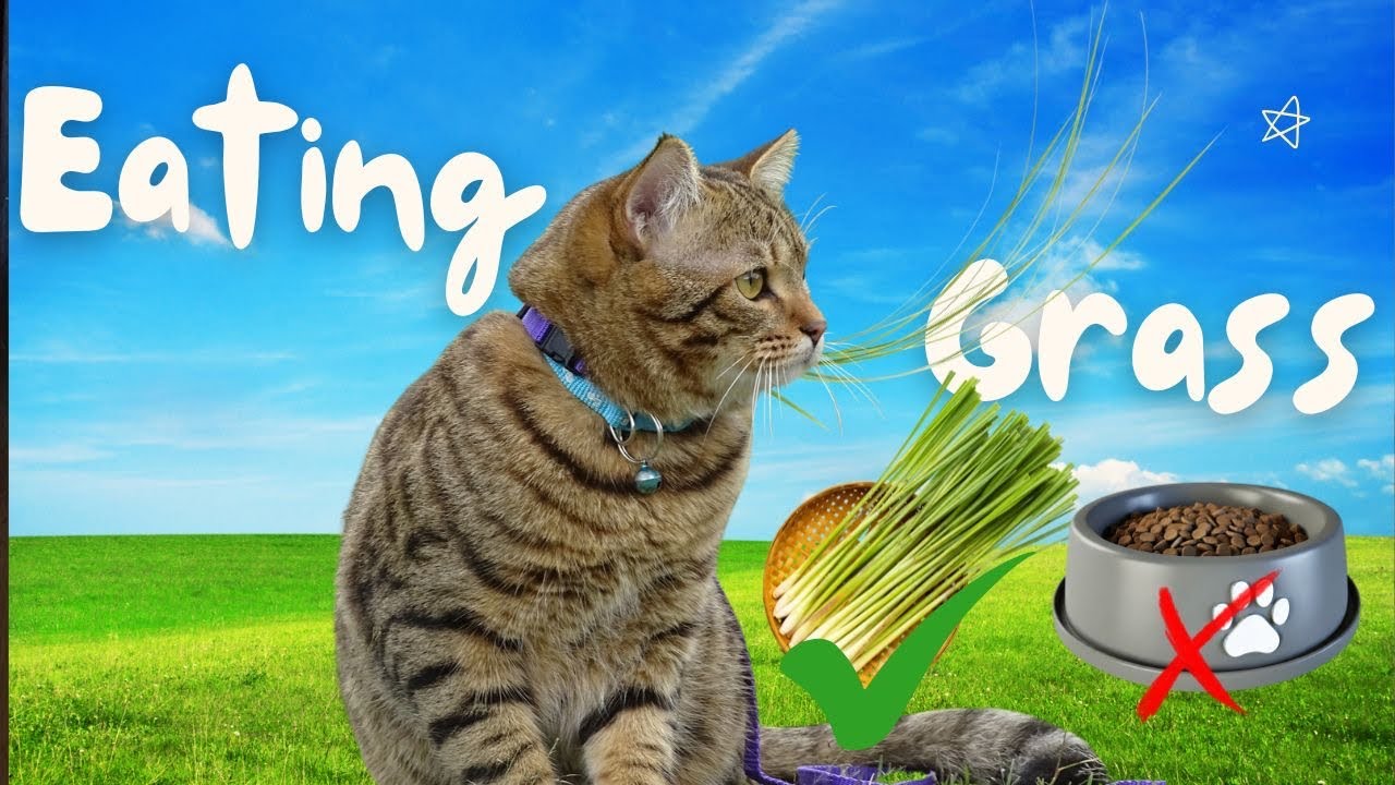 Why Cats Love Grass