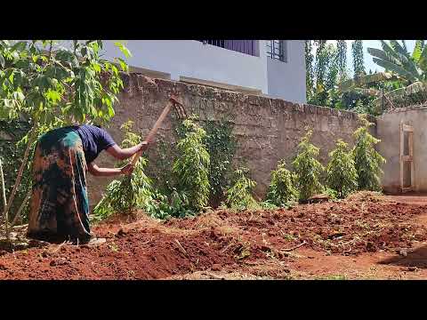How my Big Kitchen Garden looks (So Far)#viralvideo #foodie #food #funny #vlog