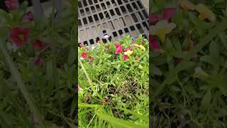 calibrachoa