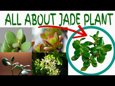 All About Jade Plant - My Jade Plant Collection || Tips || My Jade Plants