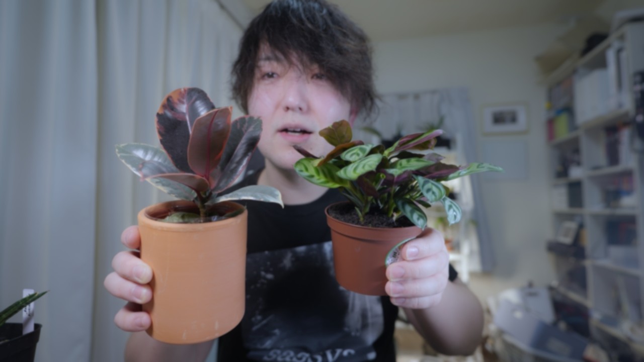 フィカスルビーとマランタアマビリスを買いました#観葉植物 #植物  #マランタ