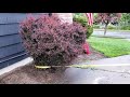 How to Pull A Shrub Out With A Truck