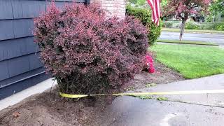 How to Pull A Shrub Out With A Truck