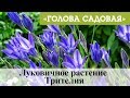 Голова садовая - Луковичное растение Трителия