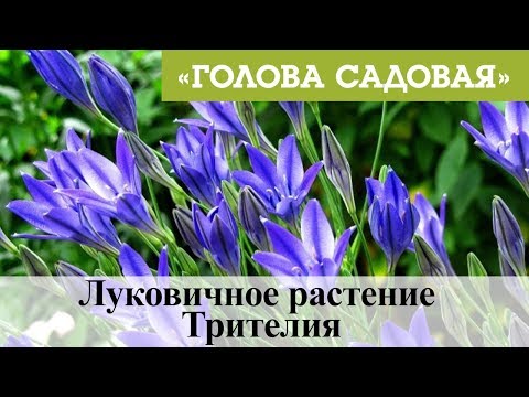 Видео: Трителея: информация о растении: как вырастить тройную лилию