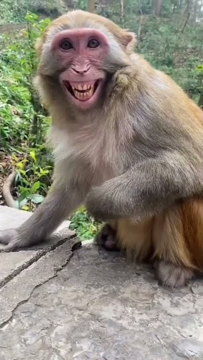 😱 perkumpulan monyet lagi kawin