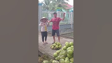 dừa xiêm đẹp rất rẻ#quocduavlog