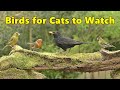 Birds for cats to watch cat tv special  8 hours 