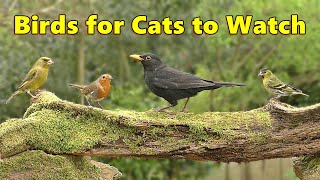 Birds for Cats to Watch Cat TV Special ⭐ 8 HOURS ⭐ by Paul Dinning 17,720 views 2 weeks ago 8 hours