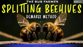 Splitting beehives using the Demaree method | Trying something new this year. #beekeeping #bees