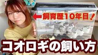 コオロギを長生きさせるたった１つのマル秘テク㊙️飼育方法徹底解説！