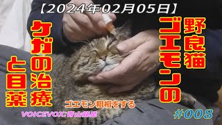 【2024年02月05日】野良猫ゴエモンのケガの治療と目薬  ゴエモン粗相をする