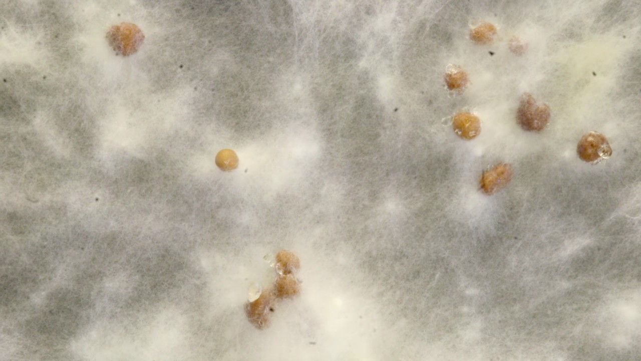Sclerotium formation timelapse