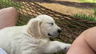 Toto:  Our English Cream Golden Retriever May2024