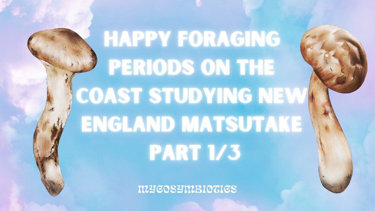 Happy Foraging Periods on the Coast Studying New England Matsutake: Part 1/3