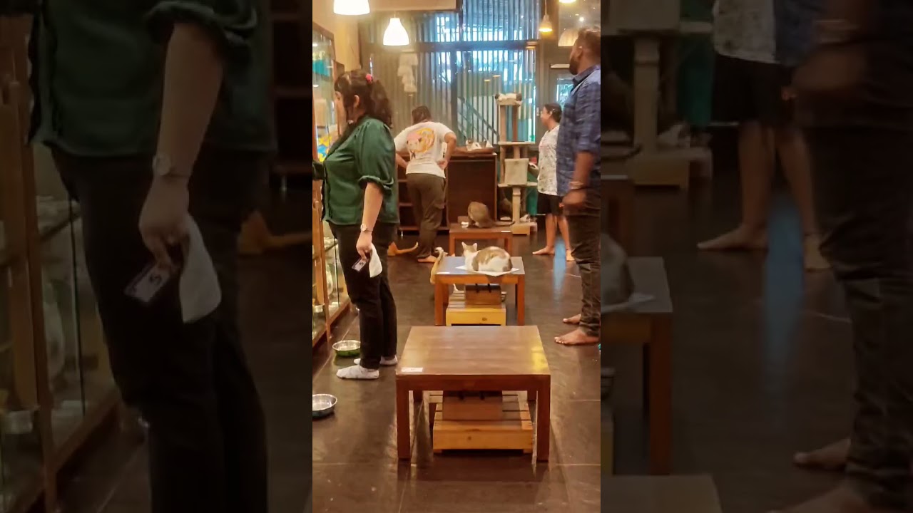 Cat Cafe Versova Andheri 