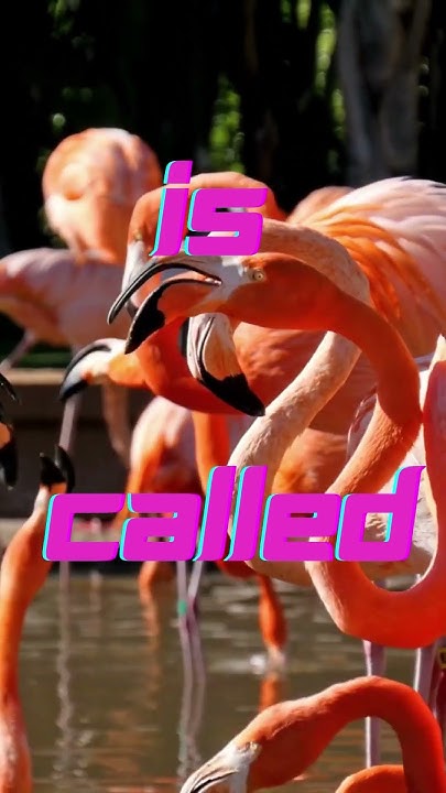 What is a group of Flamingos called? 🦩🦩 - YouTube