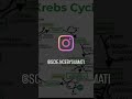 kreb' s cycle #sciencebysumati #cbseclass10