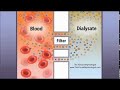 Hemodialysis hemofilter and countercurrent animation