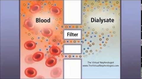 Hemodialysis Hemofilter and countercurrent animation
