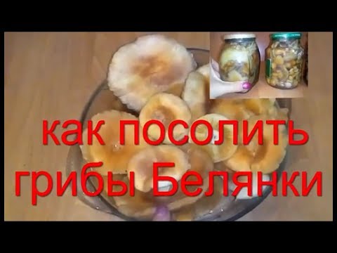 Как посолить грибы белянки в домашних условиях вкусно